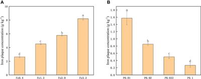 The effects of different iron and phosphorus treatments on the formation and morphology of iron plaque in rice roots (Oryza sativa L)